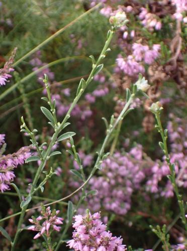 Dasineura genistarum